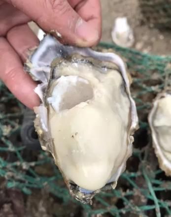 买生蚝时,聪明人遇见这3种扭头就走,海鲜店老板从不让家人吃