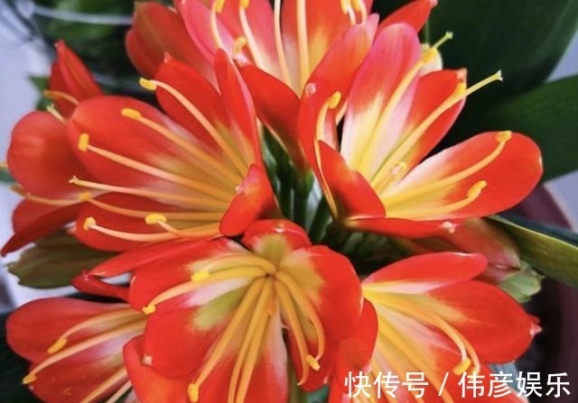 养花肥|什么“养花肥”,都不如“它”,腐熟后浇君子兰、月季,开出花!