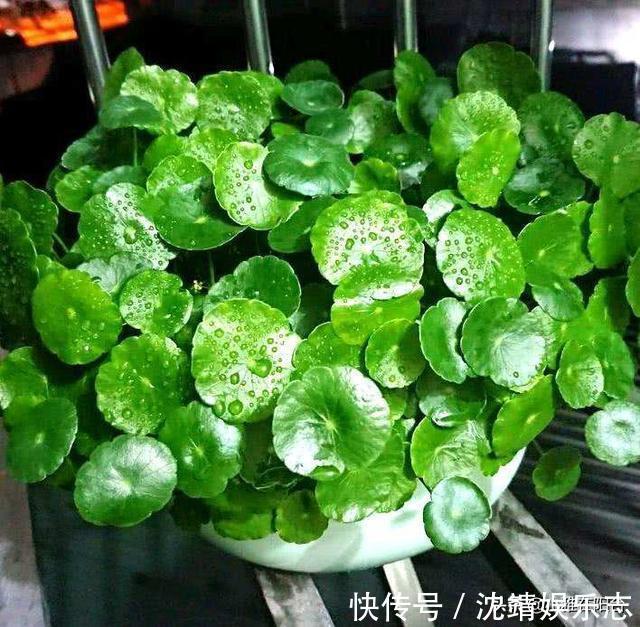 会长势|3种植物，越淋雨长得越快越好，叶更绿，花更美，爆盆快！
