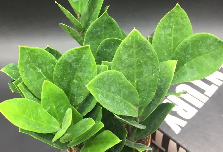 光合作用|养花提示:掌握3个技巧,盆栽金钱树、发财树枝叶绿得冒油