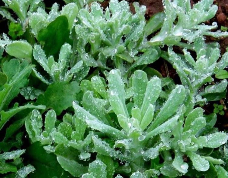 野菜|中老年人多吃下列三种山野菜,可以填补人体营养成分,越活越年轻