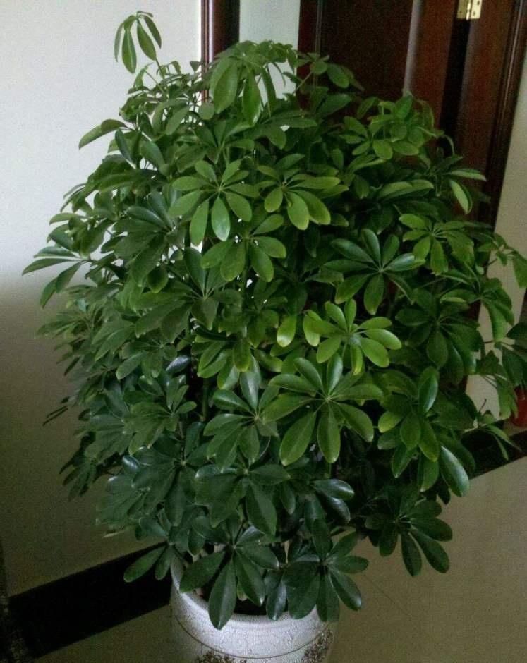 叶片|三伏天里,家里摆3种“叶子花”,叶子比花更漂亮,很有“档次”