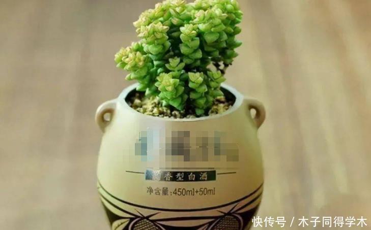 韵味|用这些“物件”当容器养花,打造漂亮花园,看上去更有韵味