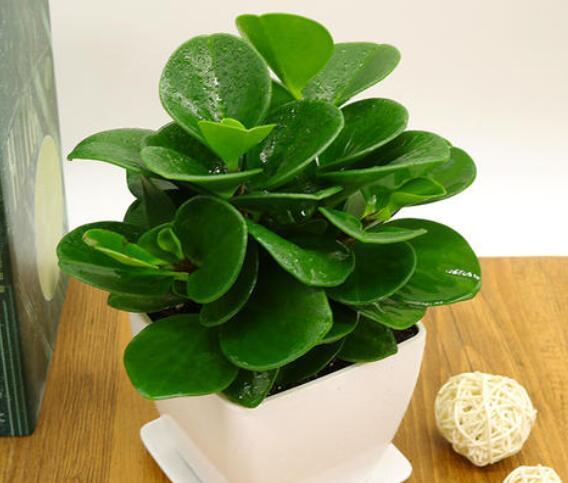 可以水养的4种花卉盆栽，省时省力，夏季养起来！