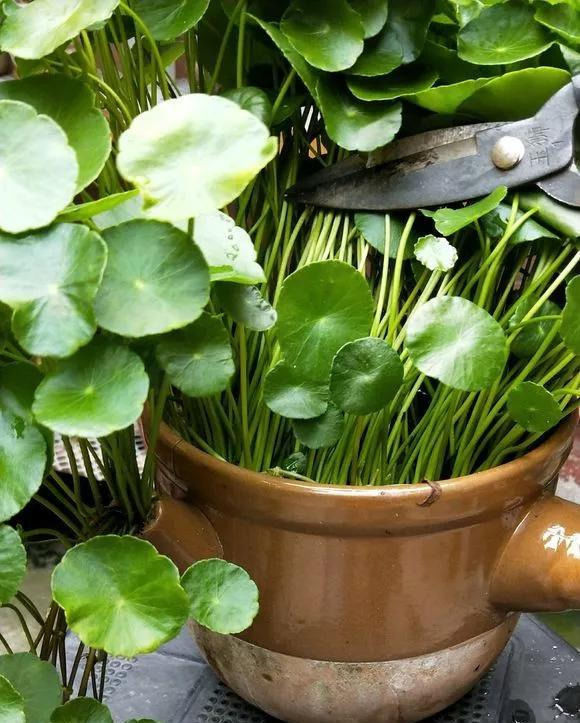 铜钱草养在这个地方,一周就爆盆,叶子能长成巴掌这么大