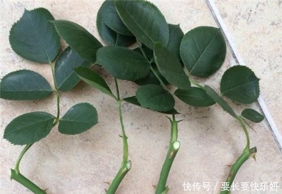 扦插月季只长新叶不长根2种处理方法,提高成活率!