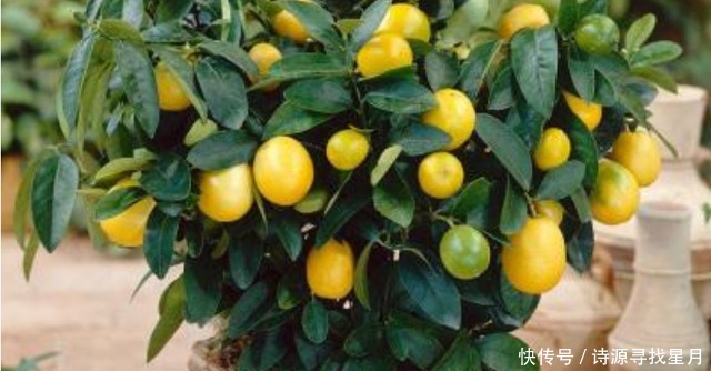 养护|阳台上适合种什么果树!