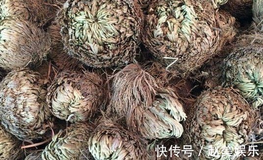 好处|农村以下野草,抗癌、治疗跌打损伤、还美容养颜,好处多多