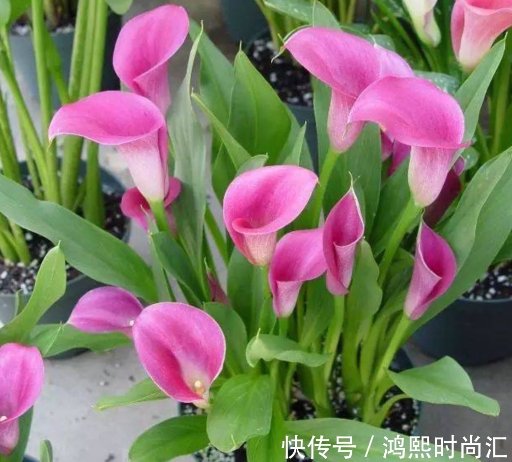 植株|6种花,植株体内含有毒成分,不适合摆放在室内