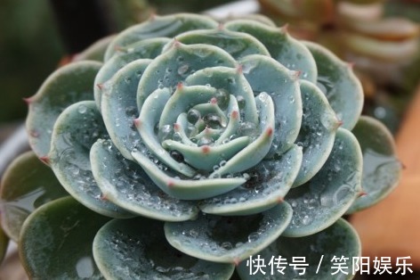 玉蝶玉蝶|喜欢养菊花，不如养护7种多肉植物，往阳台上一放就能爆盆