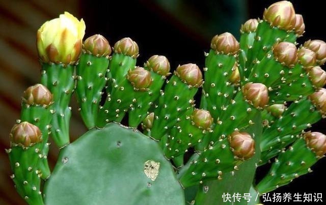 茉莉花|什么样的人就喜欢什么样的花,这几种花家里养,那就是怎么样的人!