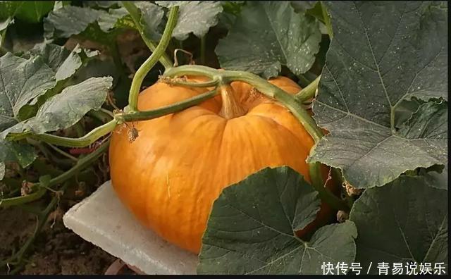 个小皮青味道好，据说这个南瓜还能吃出板栗味