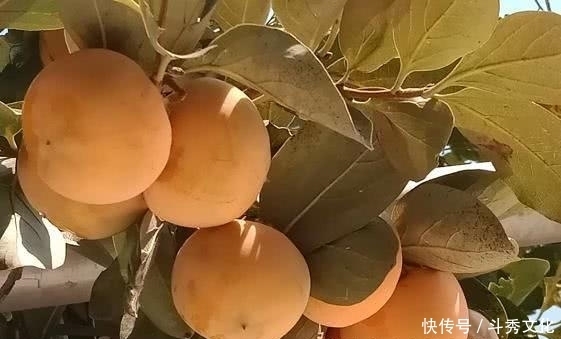 冻柿子|老中医:一个柿子的功效,看完涨知识了。吃柿子好处多。