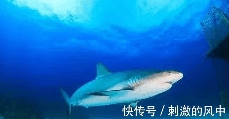 世界之大|8个超奇葩的冷知识, 真是“世界之大, 无奇不有”