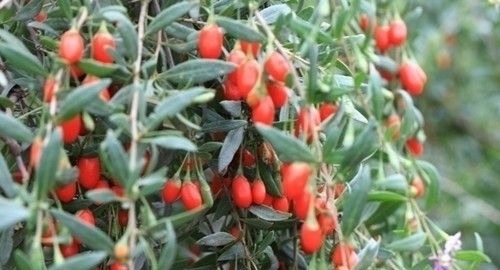 冬天|有钱没钱,冬天都要常吃此物,养肝明目,软化血管,身体棒!