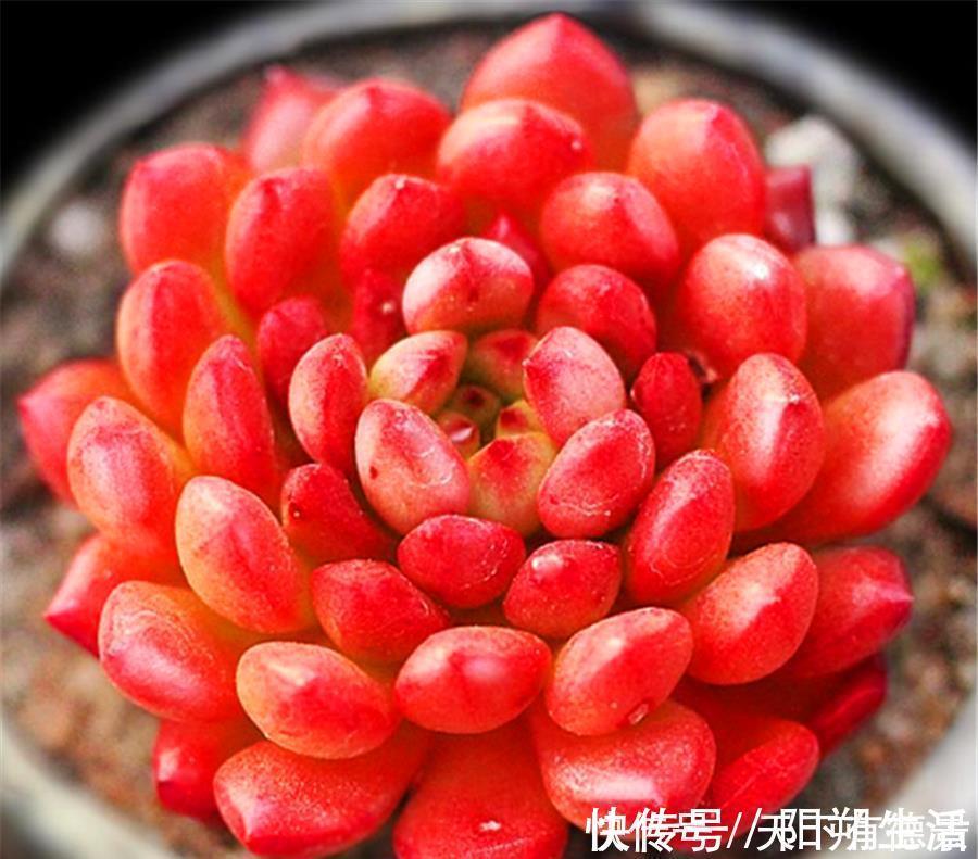 多肉红宝石叶子干瘪发软怎么办?尽早去做3件事,饱满又鲜红