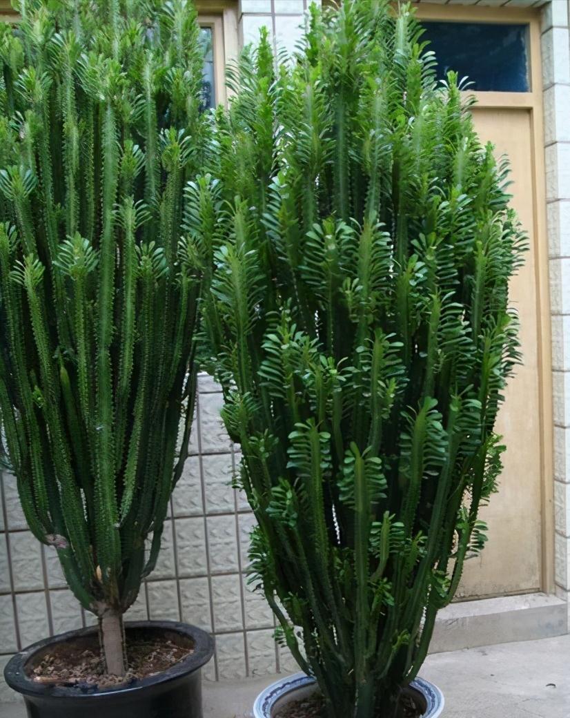 10种“吉利花”，“穷养”才能长大，越挤越壮实，越大越“旺家”