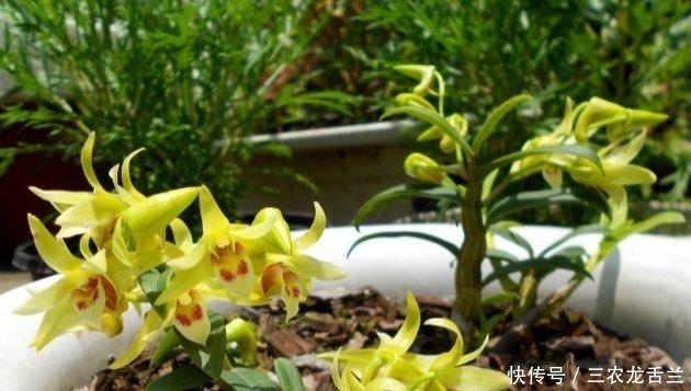 石斛怎么养? 石斛烂根怎么办?