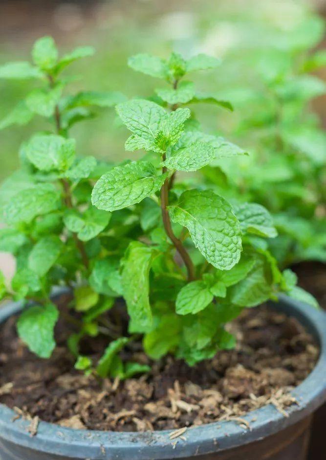把薄荷养到枝叶繁茂爆盆，从“3点”做起，三个月后大变样