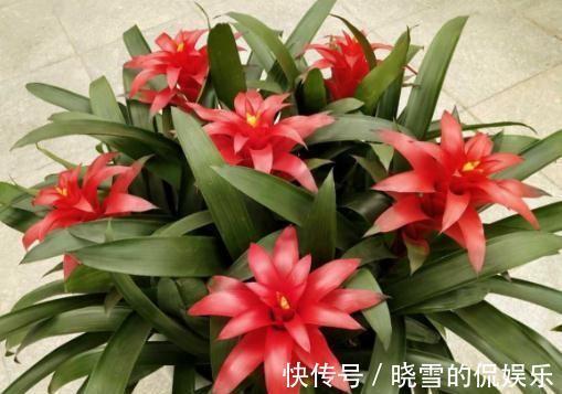 农历九月十八霜降后，养什么花？家里养3种花，红红火火繁花似锦