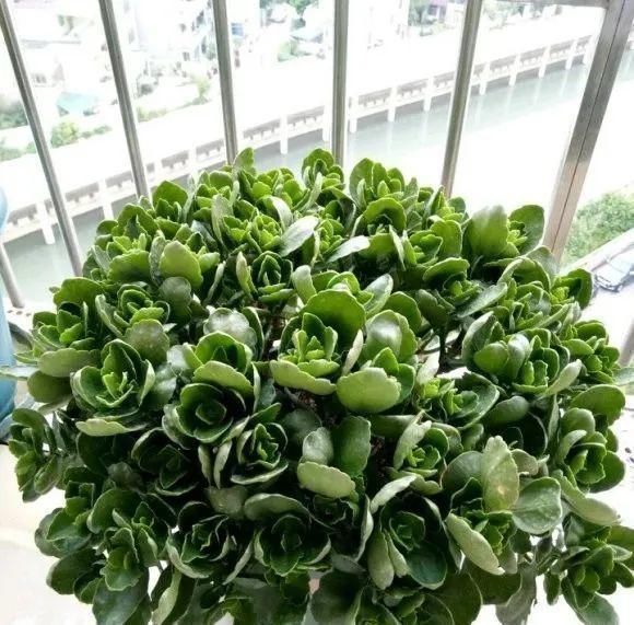 一棵长寿的花,124个花箭,开花,锅盖打开的方法