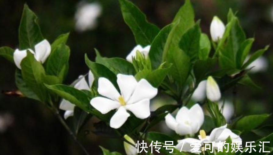 栀子花扦插做好此几点,让你生根快成活率高