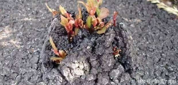 花花|房前屋后看见这草,赶紧连根除掉,要不然有大麻烦!