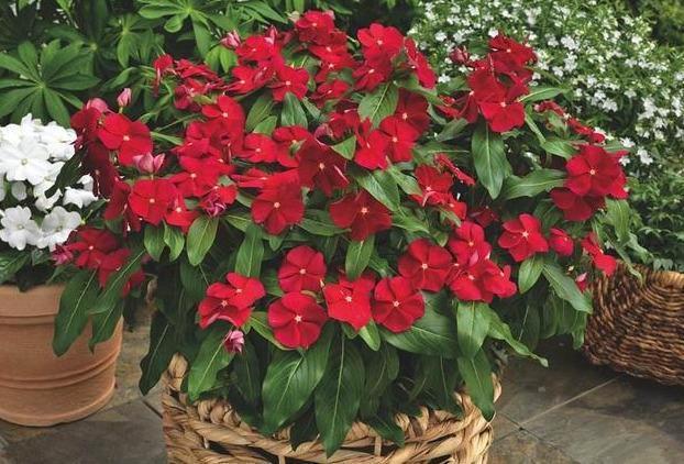 夏天别怕6种花“中暑”,越晒越漂亮,不怕晒不怕冻,漂亮又好养
