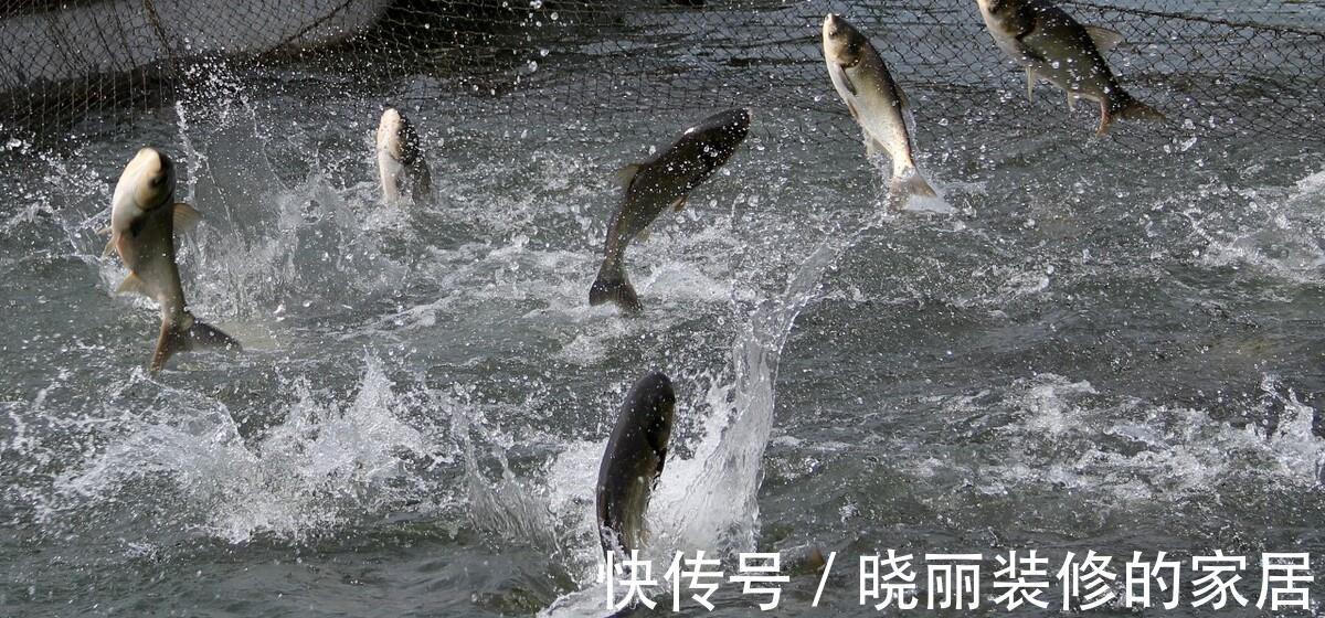 鲫鱼|家喻户晓的“四大家鱼”也有人能答错？这四种鱼才是，别再搞错了