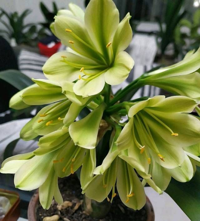 别人|君子兰长出舌头状新叶,这几种情况要知道,别人不会告诉你的经验