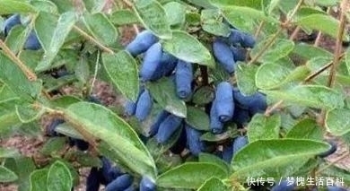 农村|农村一种野果,以前没人重视,现在发现可以预防高血压,一斤50块