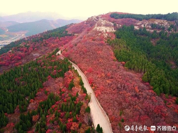 齐鲁壹点|济南东外环“怪坡”处，一座山都红透了