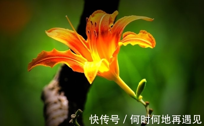 在中国古老广袤的大地上绽放了几千年的中国母亲花——萱草花