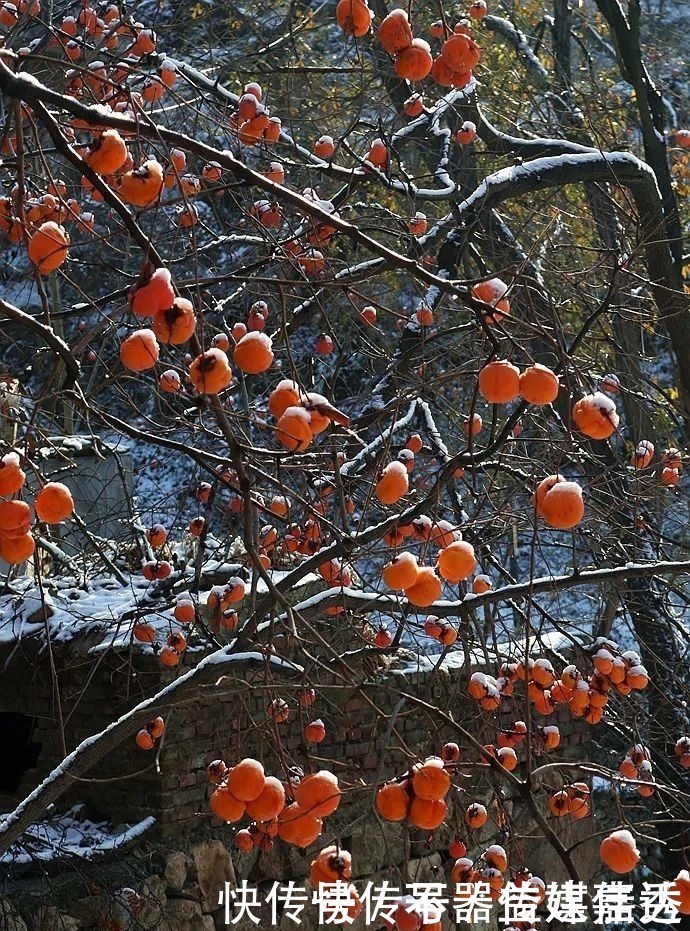 柿饼|一方水土：这条沟的柿子一直不摘，雪打红柿特别美