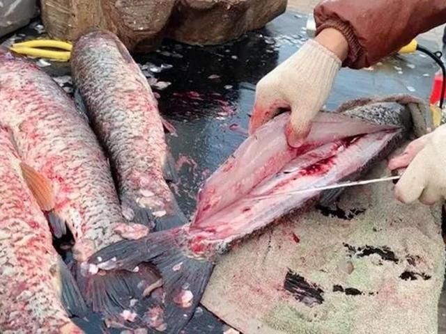 腌腊鱼,直接抹盐难怪不好吃,牢记3点,越放腊味越足,不腥不臭