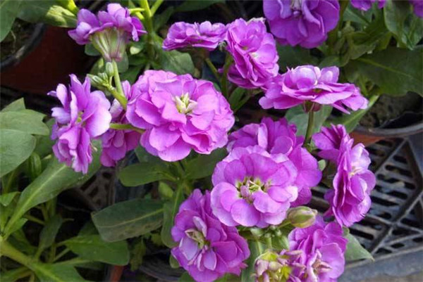 新手养花,不如养一盆花中精品“永恒的爱”,穿越千年的美