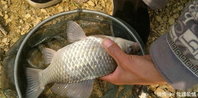 野钓鱼儿活跃水层多变,如何快速定位鱼层两个方法三个原则