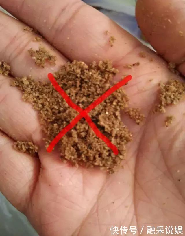 1把沙子撒盆里，土不板结根不烂，叶不黄小飞虫也没了！