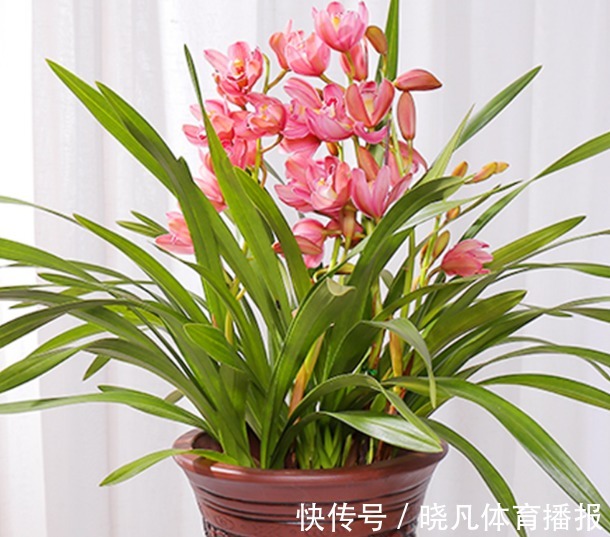 老师傅养兰花和君子兰从不乱施肥,就用三种,这才叫经验