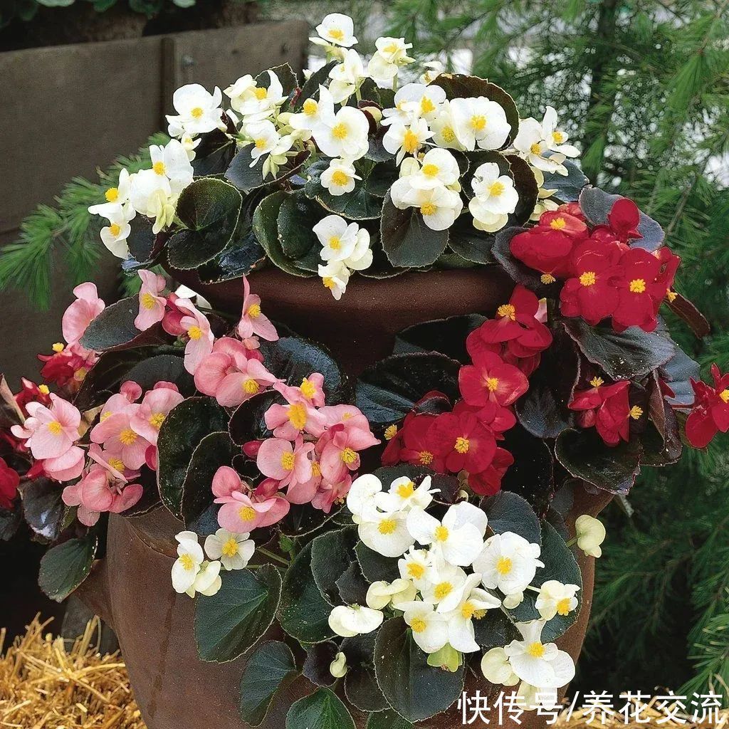 室内|15种可以在窗台上开花灿烂的室内盆栽,有散射光就能正常开花