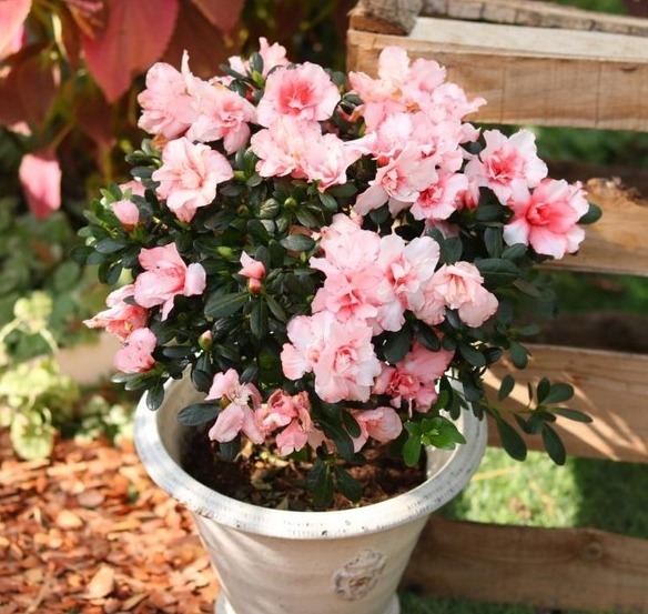 秋冬|杜鹃花总是开完花就落叶枯萎吗做好这4点，年年开爆盆