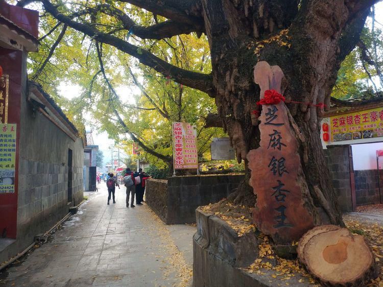 江东村|高黎贡山行之四：随走腾冲银杏村，惊艳，惬意