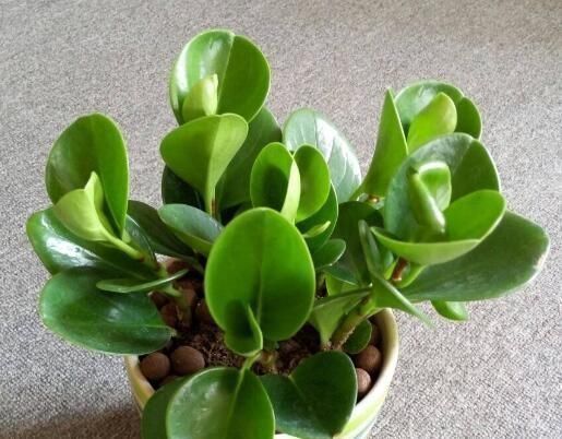 它叫“小家碧玉”,懒人轻易“养不死”,客厅养一盆,净化空气