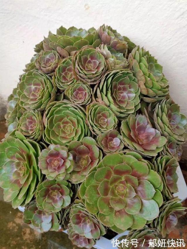 秋天多肉砍1刀,立马爆出一圈芽,1盆变10盆不花钱