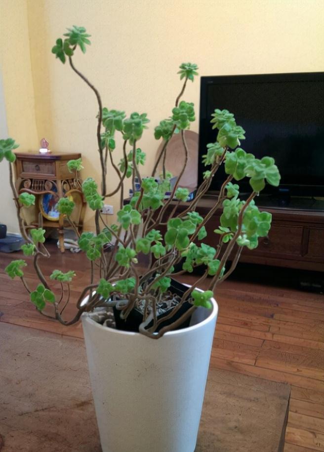 6种常见的“漂亮花”，好养少浇水，养成盆景“身价”翻倍