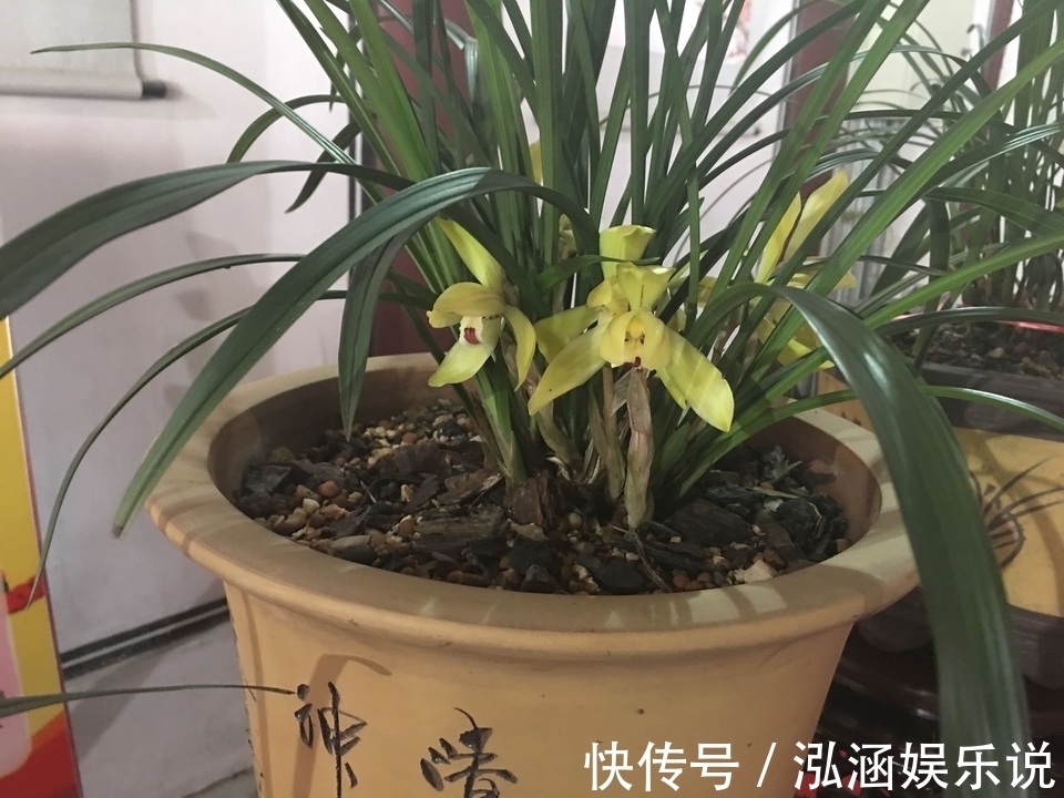年史|兰花龙蛋怎么形成的兰花龙蛋是龙根苗吗龙根苗和艺兰的关系