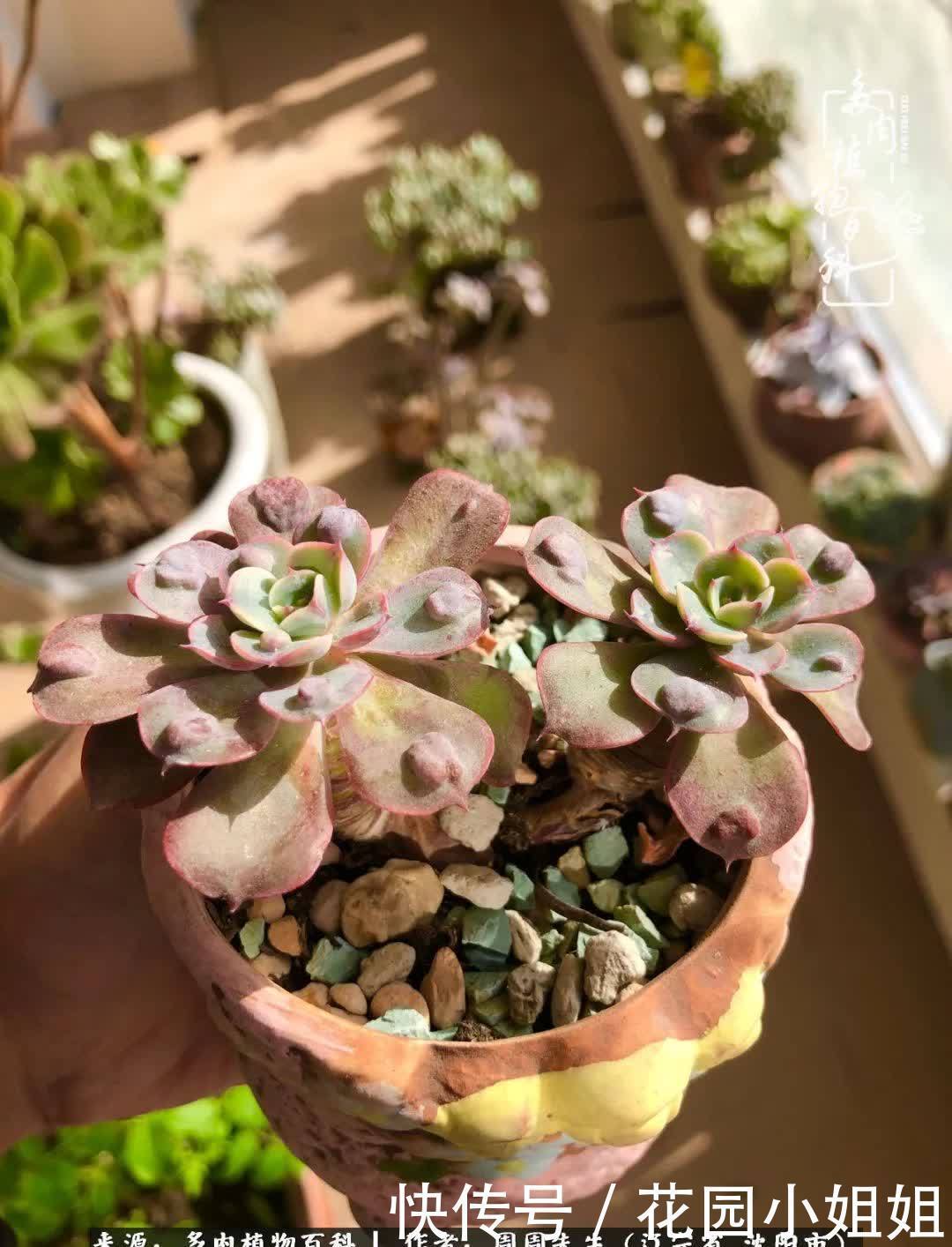 不羡鸳鸯不羡仙,只羡东北来春天!多肉冬去春来!