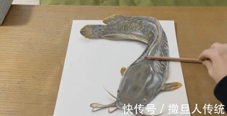 三维动物#纸上有一条鲶鱼,拿起来才发现不对劲,网友:这不是真的?