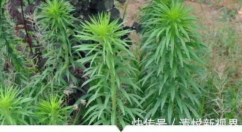 禾本科|小时候常见却叫不出名字的植物,太全了