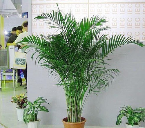 客厅种上4种花,大气上档次,越养越干净,来客倍有面子!